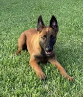 Red Female , a female Belgian Malinois for sale in Chino, CA – Photo 6 of 8