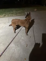 Red Female , a female Belgian Malinois for sale in Chino, CA – Photo 5 of 8