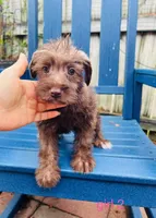 No name, a female Miniature Schnauzer for sale in Houston, TX – 2 of 4