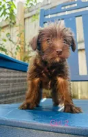 No name, a female Miniature Schnauzer for sale in Houston, TX – 4 of 4