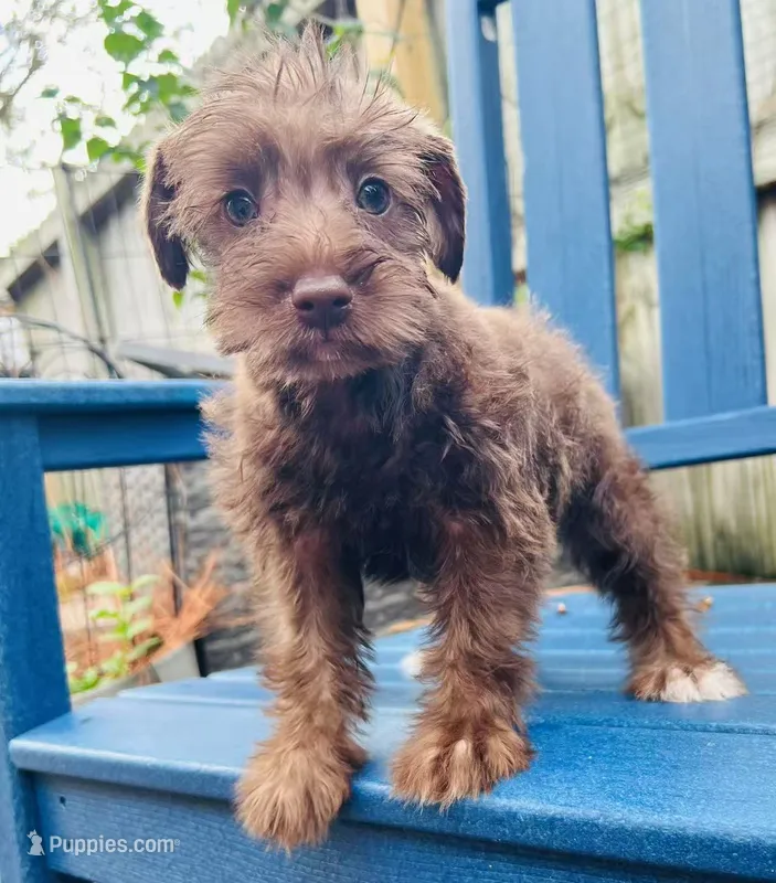 No name – Miniature Schnauzer puppy for sale in Houston, TX
