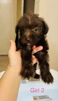 No name, a female Miniature Schnauzer for sale in Houston, TX – 3 of 4