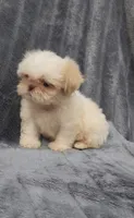 Ben, a male Shih Tzu for sale in Brandon, FL – 3 of 5