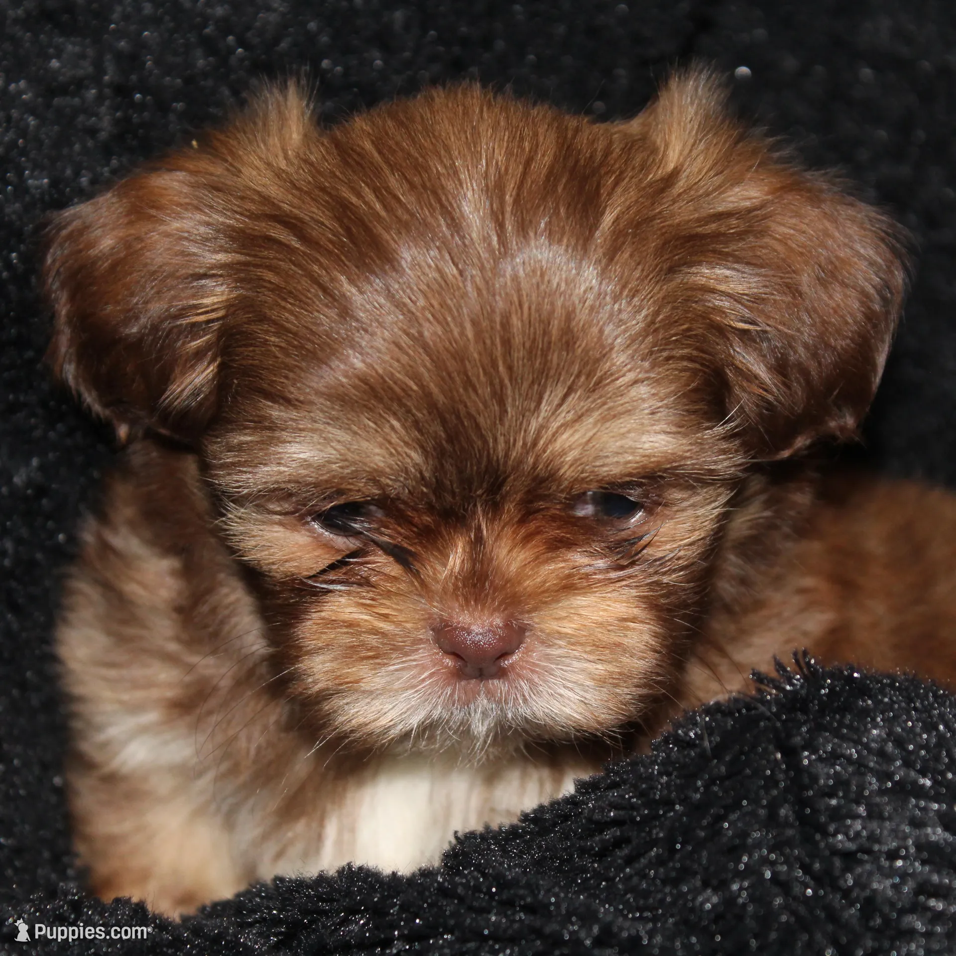 Marty, a male Shih Tzu for sale in Brandon, FL – Photo 6 of 6