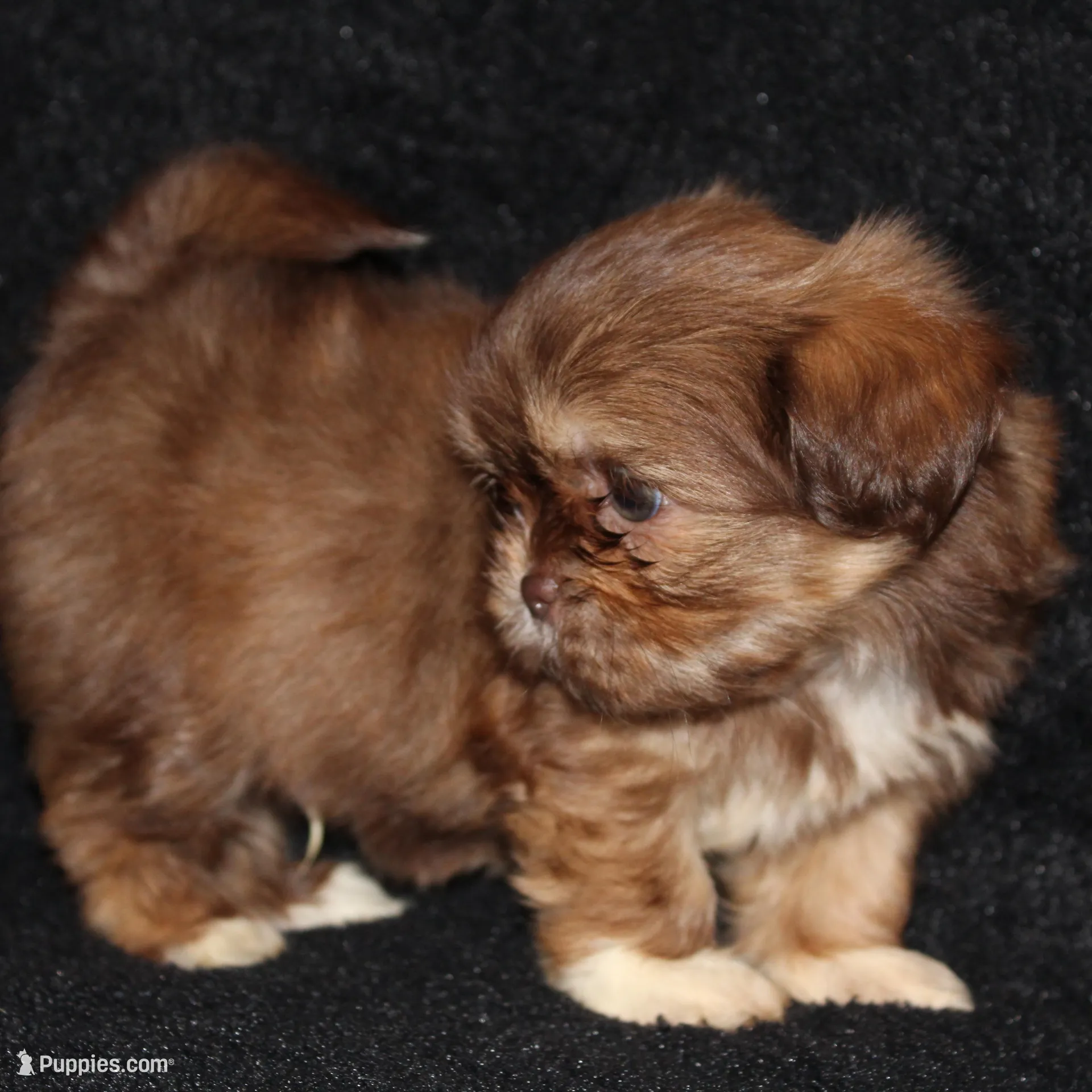 Marty, a male Shih Tzu for sale in Brandon, FL – Photo 3 of 6