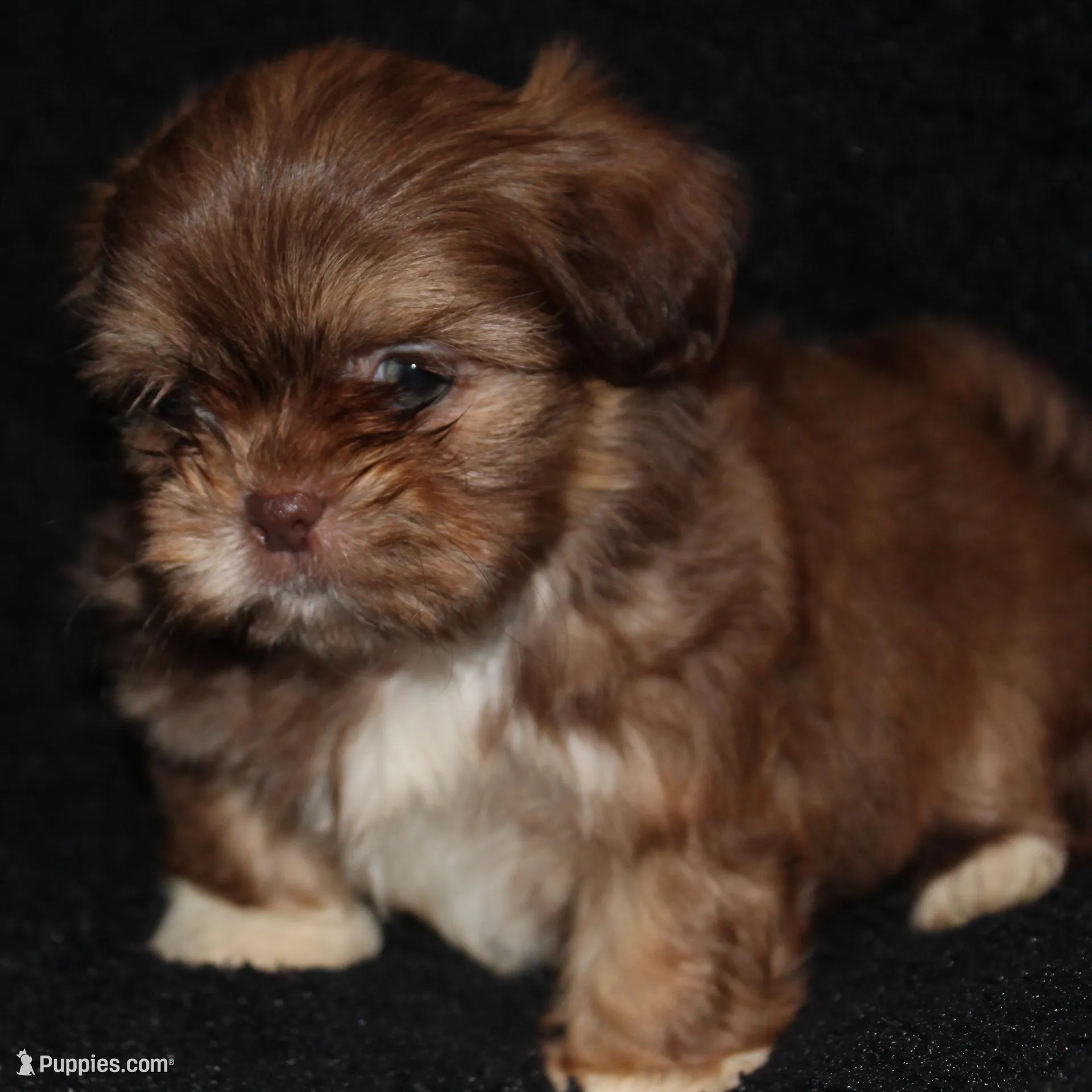 Marty – Shih Tzu puppy for sale in Brandon, FL