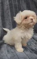 Lenny, a male Shih Tzu for sale in Brandon, FL – 3 of 5