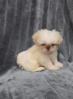Ben, a male Shih Tzu for sale in Brandon, FL – 4 of 5
