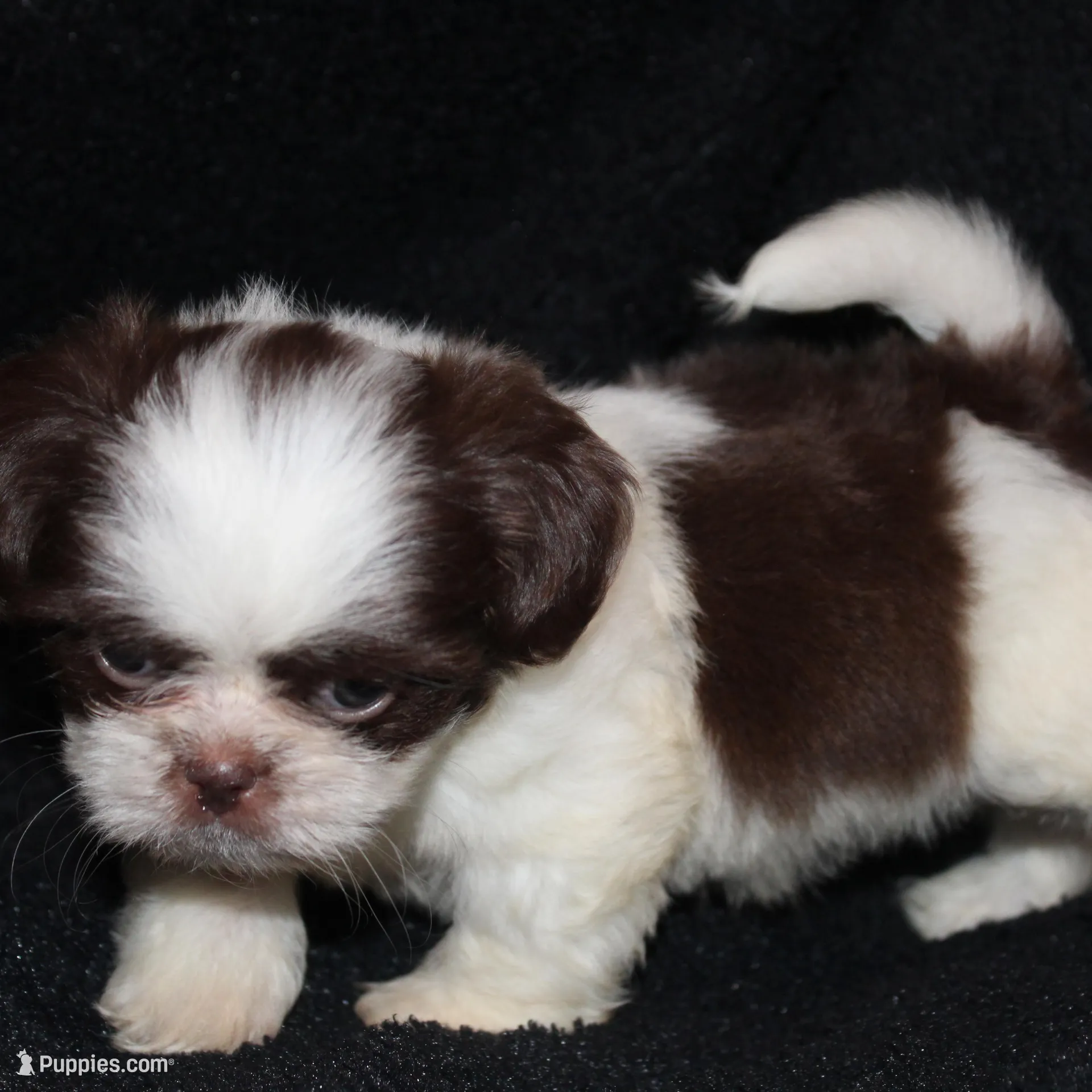 Rodger, a male Shih Tzu for sale in Brandon, FL – Photo 6 of 6