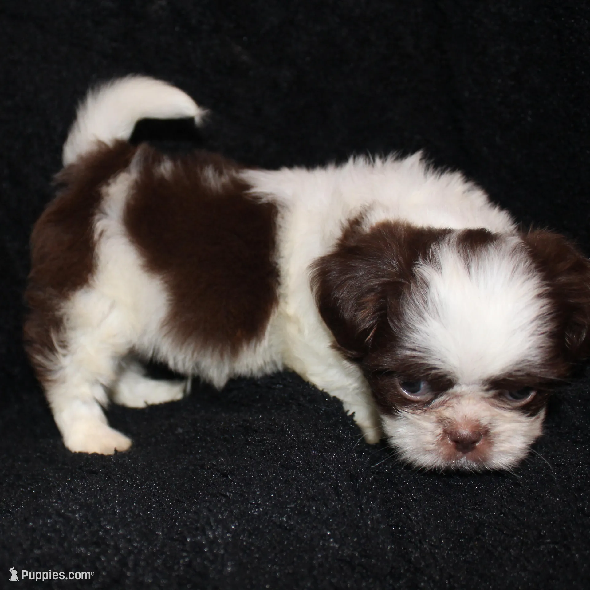 Rodger, a male Shih Tzu for sale in Brandon, FL – Photo 3 of 6