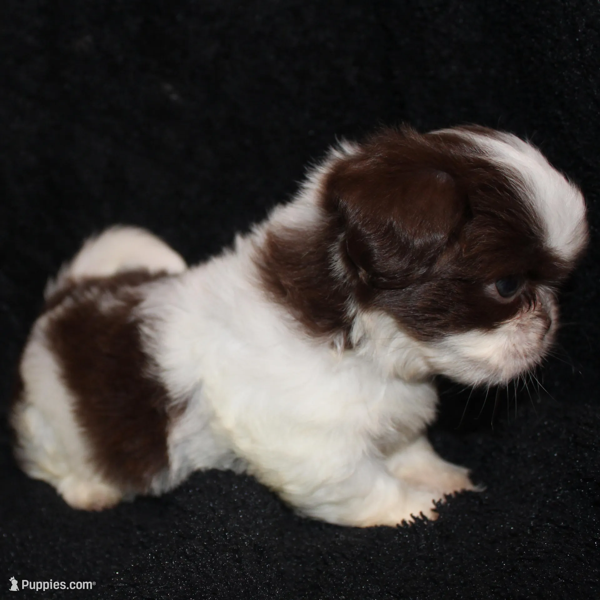Rodger – Shih Tzu puppy for sale in Brandon, FL