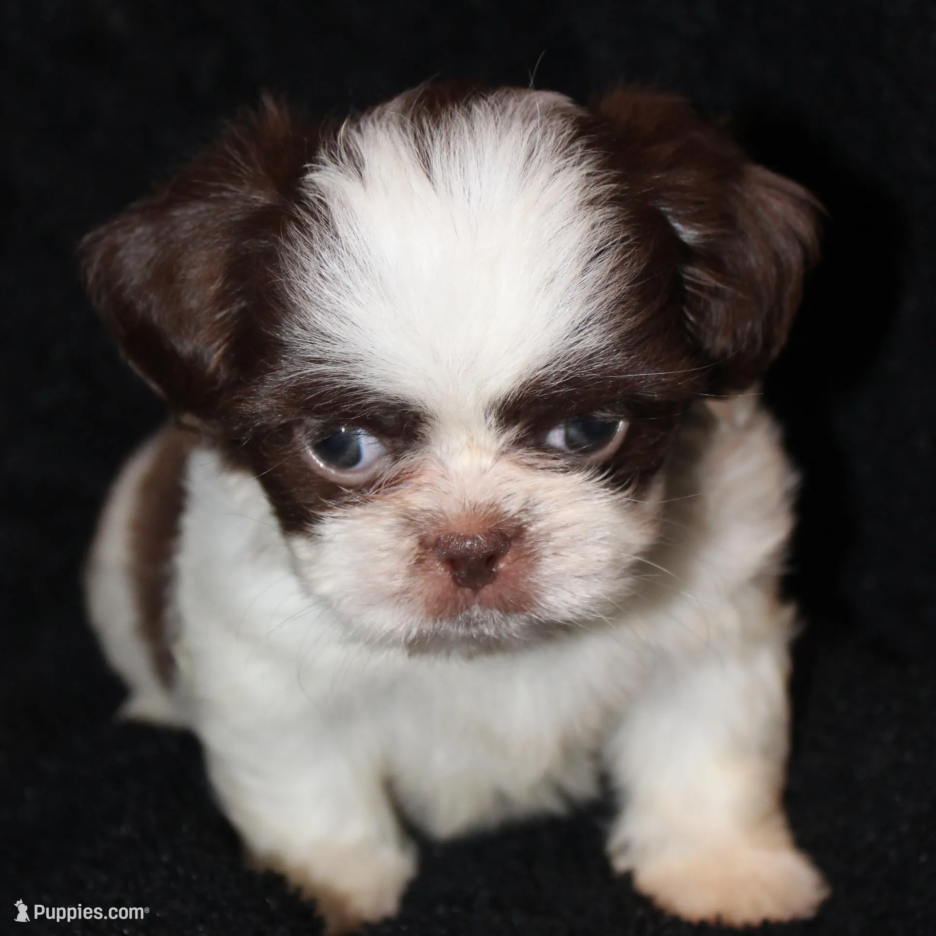 Rodger, a male Shih Tzu for sale in Brandon, FL – Photo 4 of 6