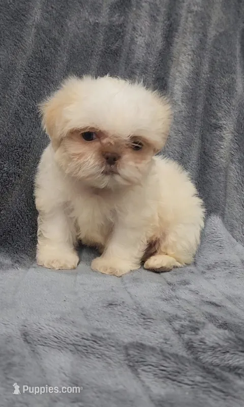 Ben – Shih Tzu puppy for sale in Brandon, FL