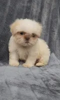 Ben, a male Shih Tzu for sale in Brandon, FL – 1 of 5