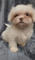 Lenny, a male Shih Tzu for sale in Brandon, FL – 4 of 5