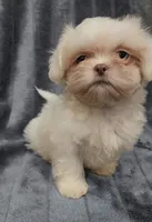 Lenny, a male Shih Tzu for sale in Brandon, FL – 5 of 5