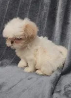 Ben, a male Shih Tzu for sale in Brandon, FL – 2 of 5