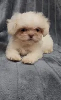 Lenny, a male Shih Tzu for sale in Brandon, FL – 2 of 5