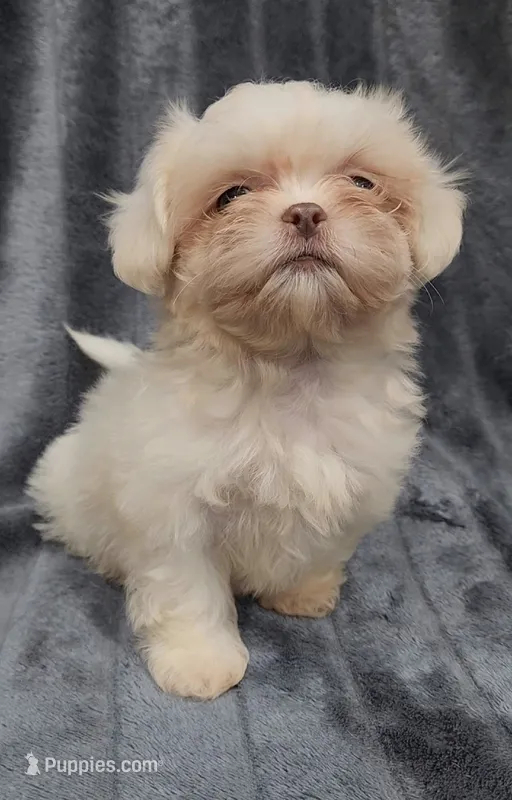 Lenny, a male Shih Tzu for sale in Brandon, FL – 1 of 5