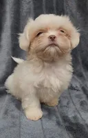 Lenny, a male Shih Tzu for sale in Brandon, FL – 1 of 5