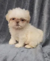 Ben, a male Shih Tzu for sale in Brandon, FL – 5 of 5