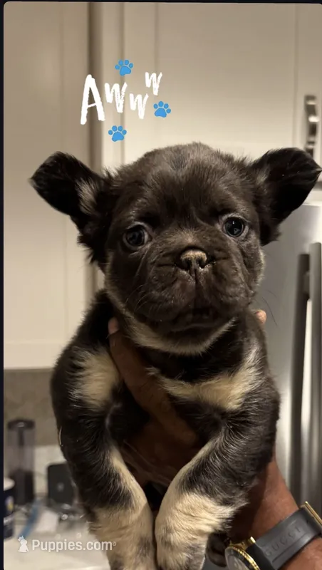 Sosa – French Bulldog puppy for sale in Roswell, GA