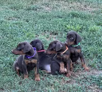 Orange, a male Doberman Pinscher for sale in Carthage, MS – 2 of 4