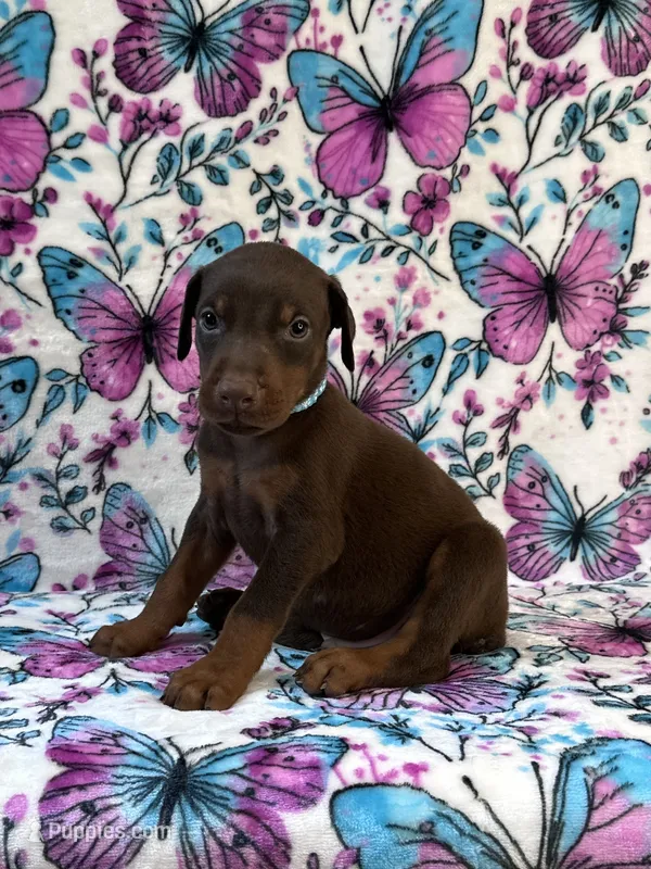 Blue – Doberman Pinscher puppy for sale in Carthage, MS