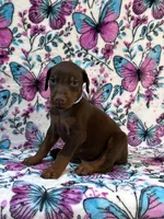 Blue, a male Doberman Pinscher for sale in Carthage, MS – 1 of 2