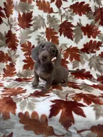 Bella, a female Miniature Dachshund for sale in Carthage, MS – 2 of 3