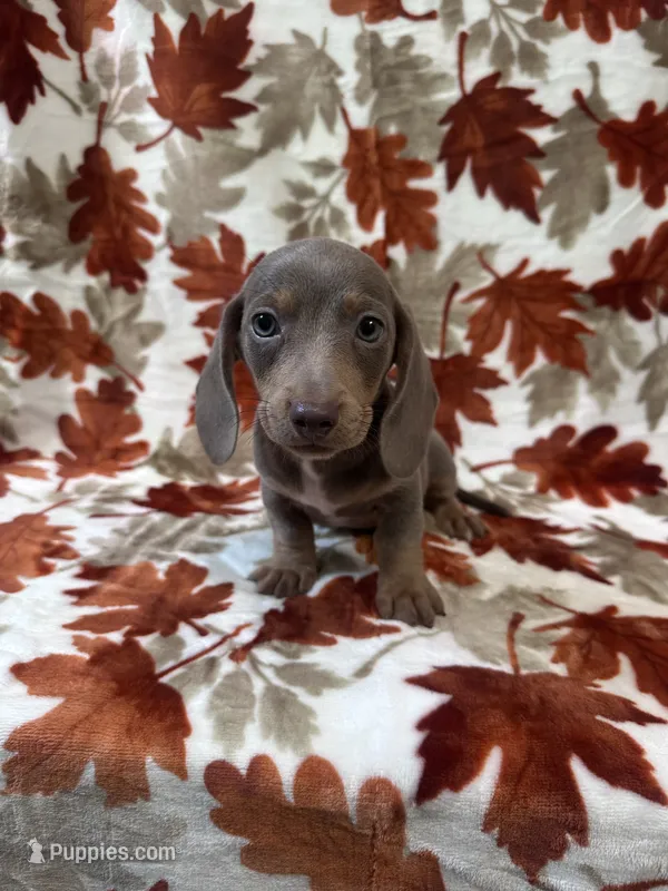 Bella – Miniature Dachshund puppy for sale in Carthage, MS