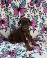 Blue, a male Doberman Pinscher for sale in Carthage, MS – 2 of 2