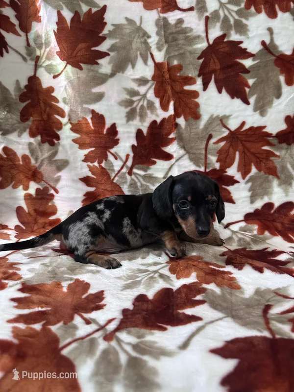 Bruno – Miniature Dachshund puppy for sale in Carthage, MS