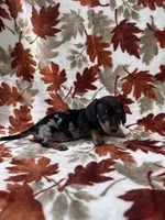 Bruno, a male Miniature Dachshund for sale in Carthage, MS – 1 of 4