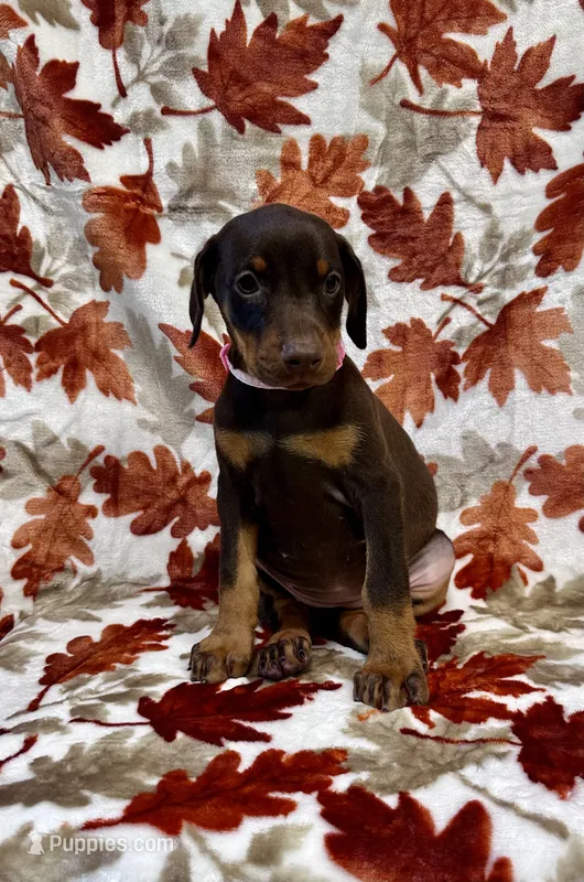 Pink – Doberman Pinscher puppy for sale in Carthage, MS