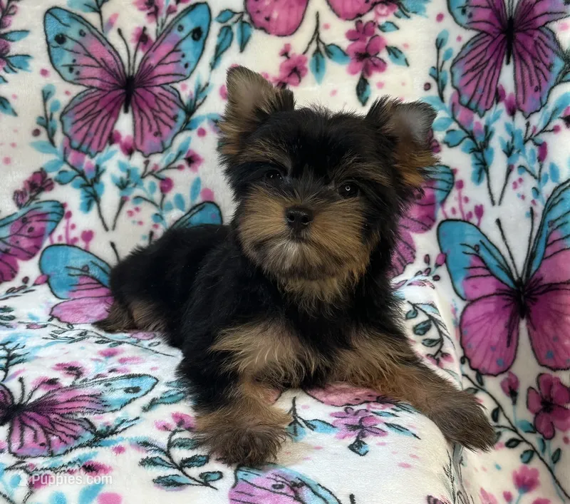 Bailey  – Yorkshire Terrier puppy for sale in Carthage, MS
