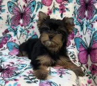 Bailey , a female Yorkshire Terrier for sale in Carthage, MS – 1 of 6