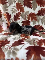 Bruno, a male Miniature Dachshund for sale in Carthage, MS – 3 of 4
