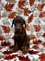 Orange/ cropped, a male Doberman Pinscher for sale in Carthage, MS – 2 of 4