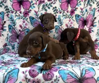 Blue cropped, a male Doberman Pinscher for sale in Carthage, MS – 6 of 9