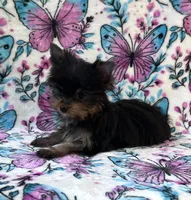 Bitzy , a female Yorkshire Terrier for sale in Carthage, MS – 3 of 7