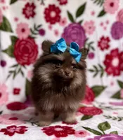 Beauty , a female Pomeranian for sale in Carthage, MS – Photo 1 of 5