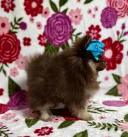 Beauty , a female Pomeranian for sale in Carthage, MS – Photo 2 of 5