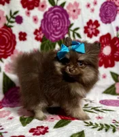 Beauty , a female Pomeranian for sale in Carthage, MS – Photo 3 of 5