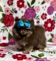 Beauty , a female Pomeranian for sale in Carthage, MS – Photo 4 of 5