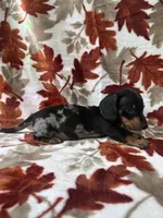 Bruno, a male Miniature Dachshund for sale in Carthage, MS – 4 of 4