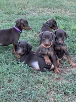 Black, a male Doberman Pinscher for sale in Carthage, MS – 3 of 3