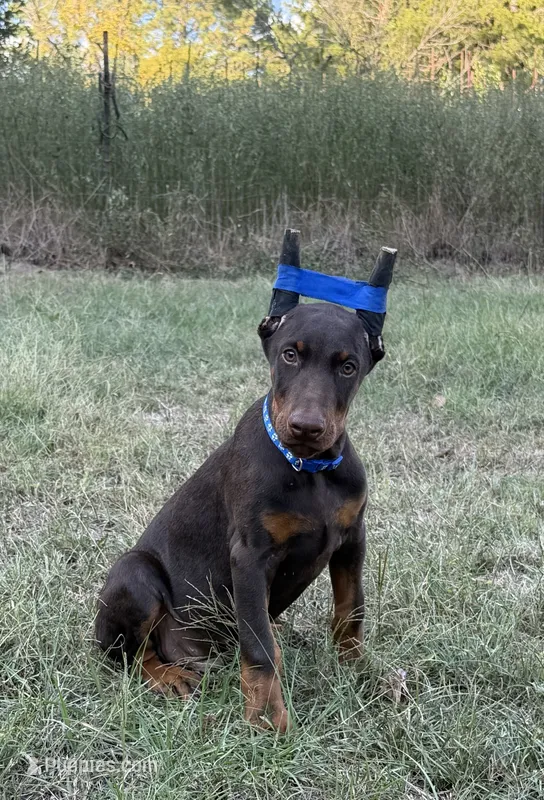 Blue cropped – Doberman Pinscher puppy for sale in Carthage, MS