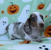 Dreamer, a male Miniature Dachshund for sale in Carthage, MS – 3 of 5