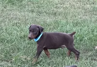 Blue cropped, a male Doberman Pinscher for sale in Carthage, MS – 4 of 9